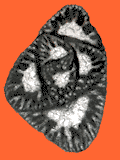 CG2612