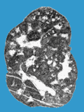 CG2619